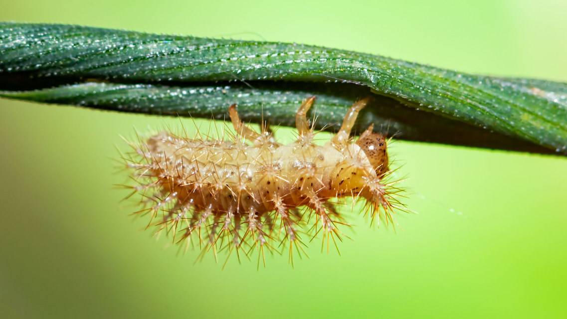 Subcoccinella vigintiquatuorpunctata - lucernaböde