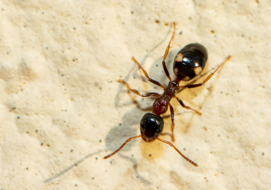 Dolichoderus quadripunctatus - négypettyes erdeihangya