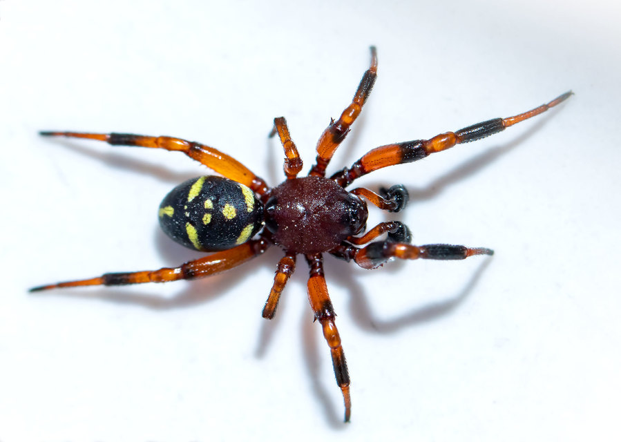 Asagena phalerata