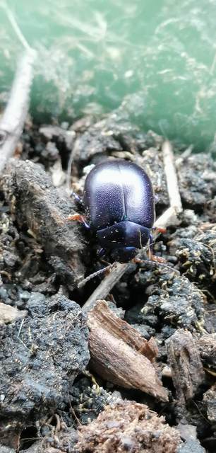 Chrysolina sturmi - vöröslábú levelész