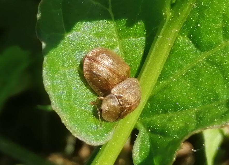 Cassida