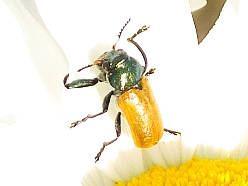 Labidostomis Labidostomis