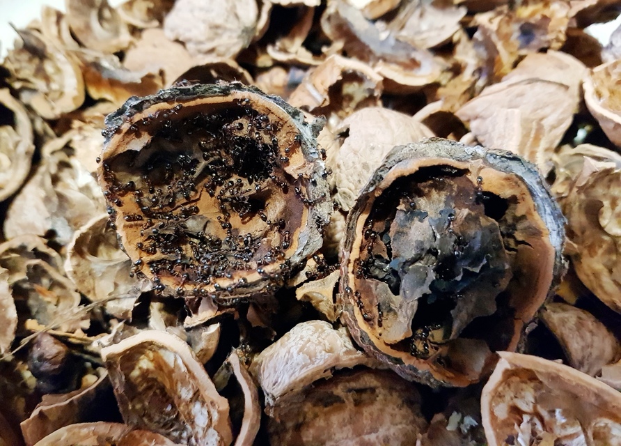 Dolichoderus quadripunctatus - négypettyes erdeihangya