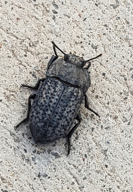 Opatrum sabulosum - sároshátú gyászbogár
