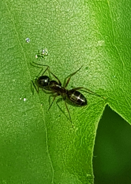 Camponotus fallax - ligeti lóhangya