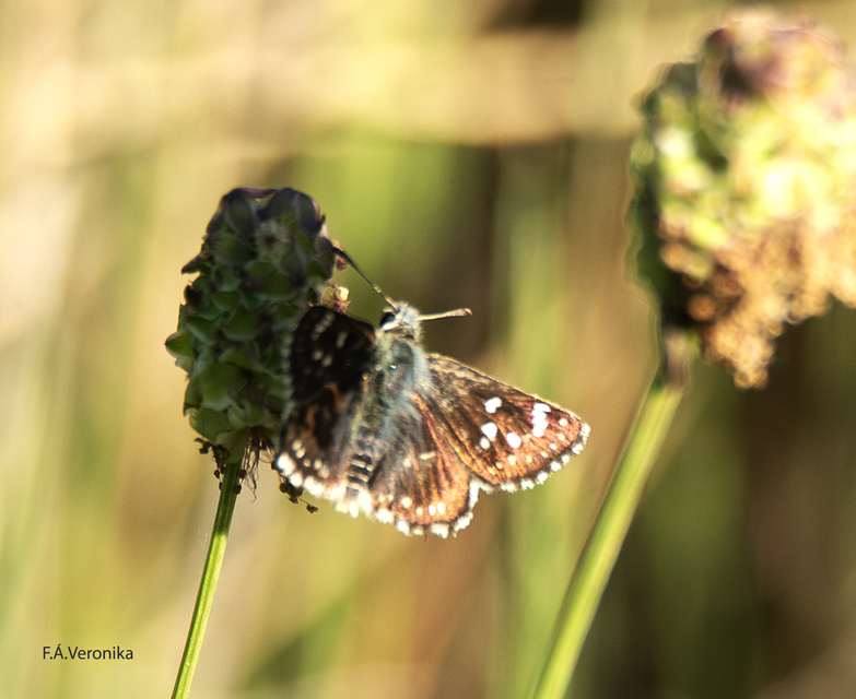 Spialia orbifer - törpe busalepke