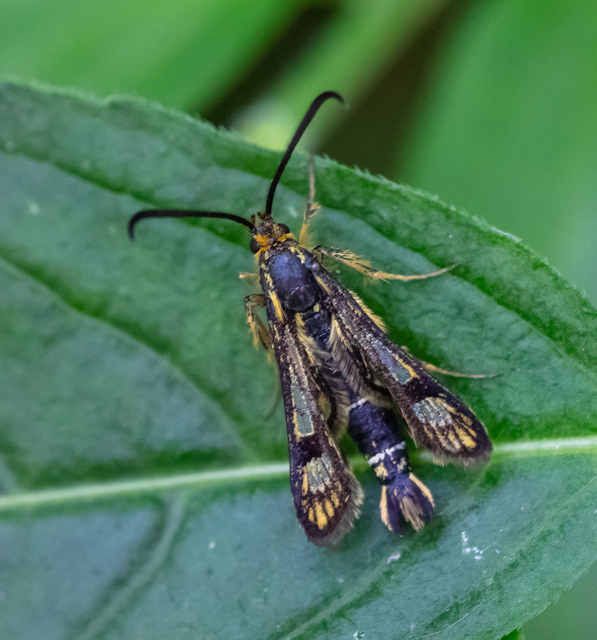 Sesiidae - szitkárfélék