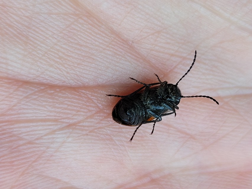 Omophlus proteus - közönséges pejbogár Omophlus proteus - közönséges pejbogár