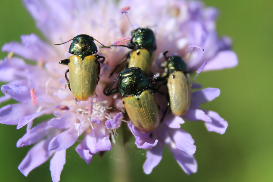 Labidostomis Labidostomis