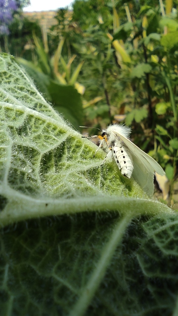 Diaphora mendica - felemás medvelepke