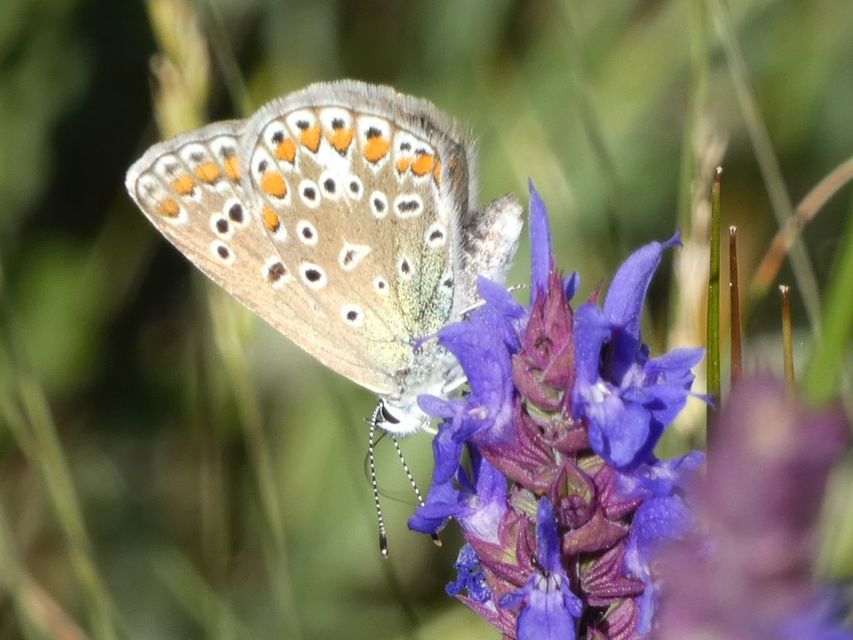 Polyommatus icarus - közönséges boglárka