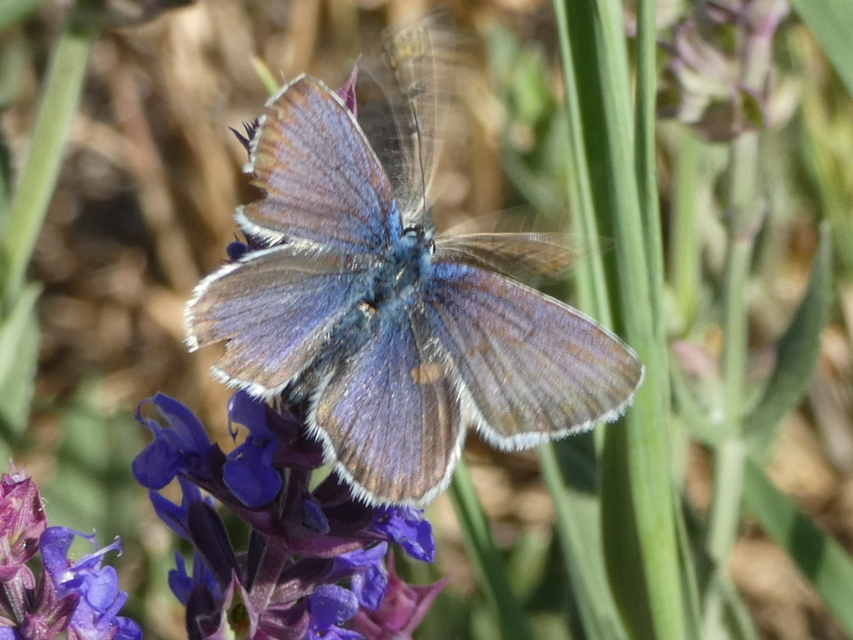 Plebejus argus - ezüstös boglárka