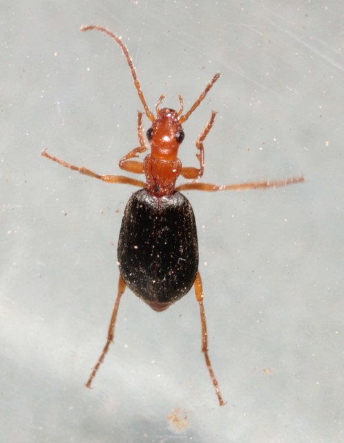 Brachinus