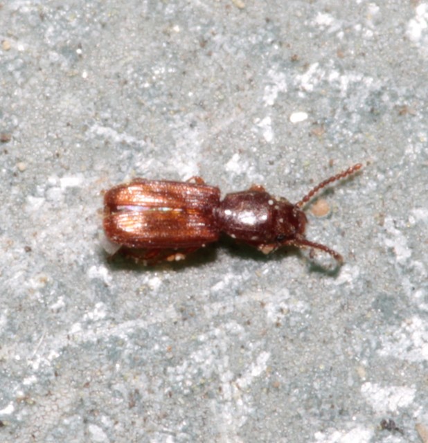Laemophloeidae - szegélyeslapbogár-félék
