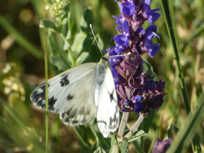 Pontia edusa - rezedalepke