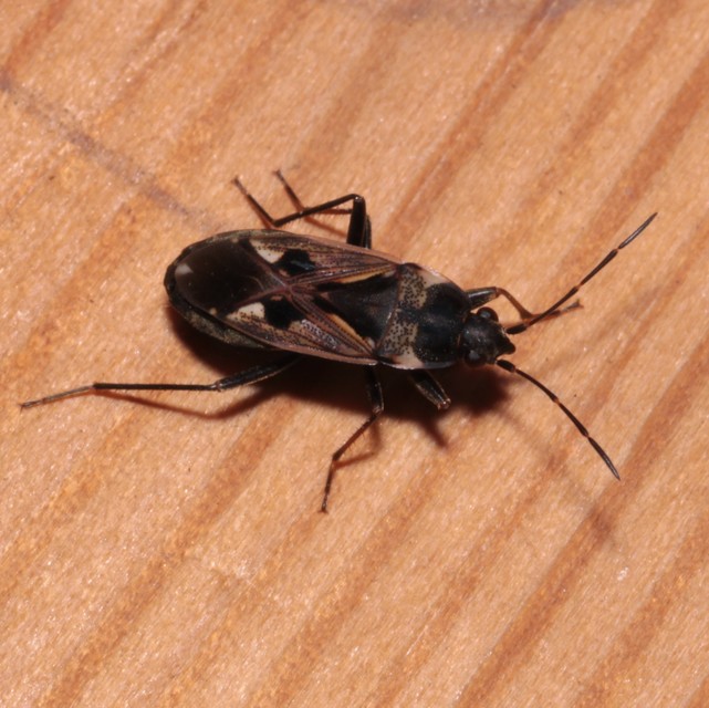 Rhyparochromus vulgaris - közönséges díszesbodobács