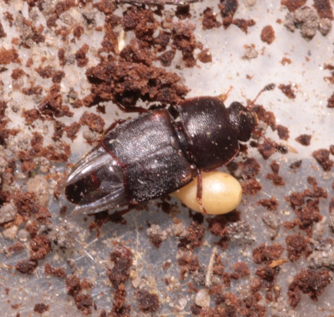 Urophorus humeralis - vállfoltos gyümölcsfénybogár Urophorus humeralis - vállfoltos gyümölcsfénybogár