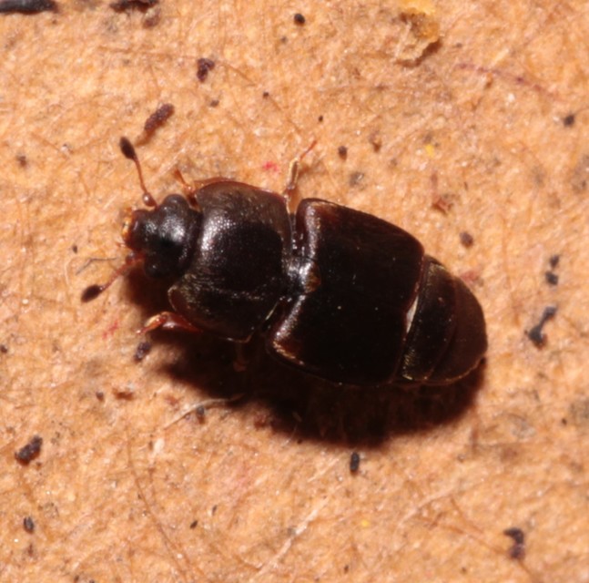 Urophorus humeralis - vállfoltos gyümölcsfénybogár Urophorus humeralis - vállfoltos gyümölcsfénybogár