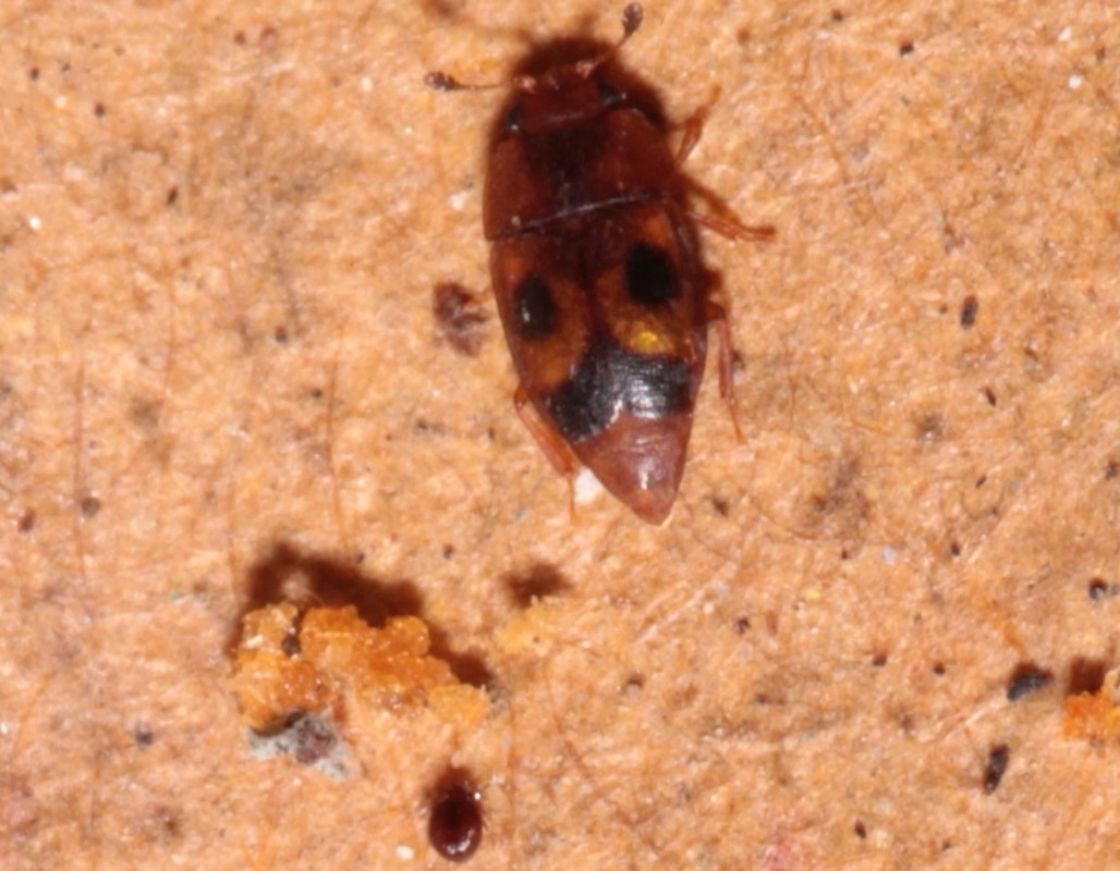 Epuraea ocularis - szemfoltos fénybogár