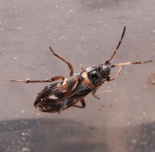 Raglius alboacuminatus - tarka díszesbodobács