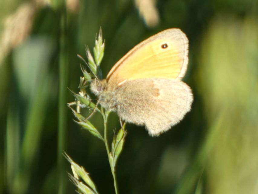 Coenonympha pamphilus - kis szénalepke
