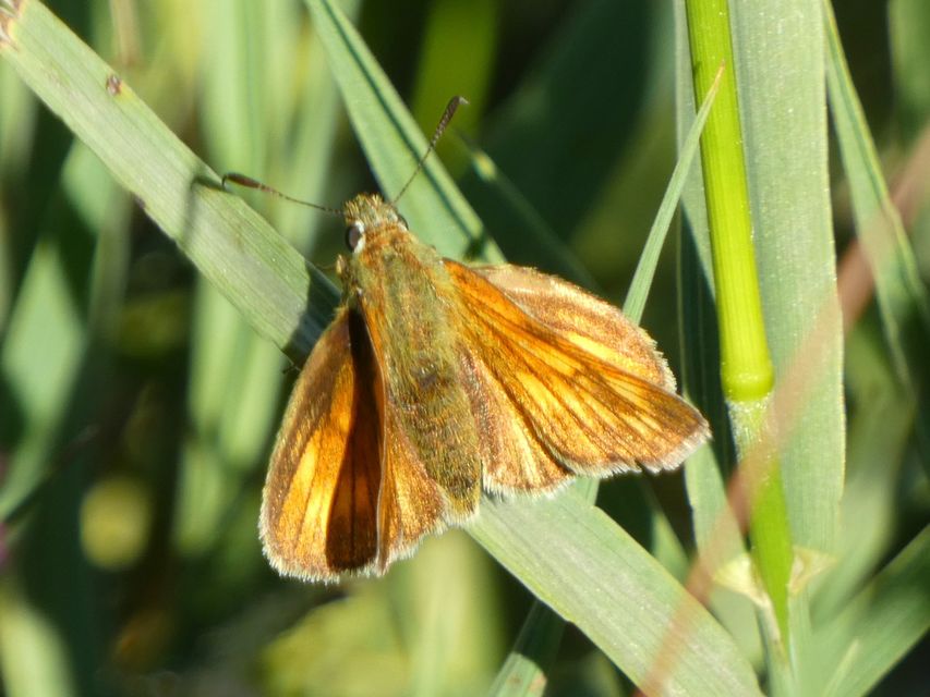 Ochlodes sylvanus - erdei busalepke