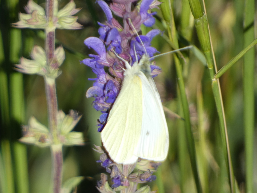 Pieris rapae - répalepke