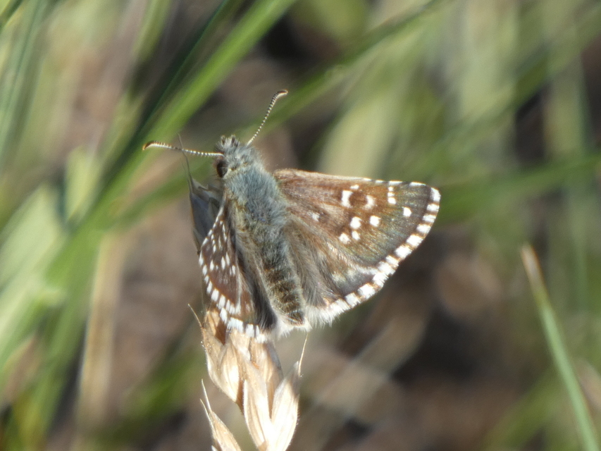 Pyrgus armoricanus - feles busalepke