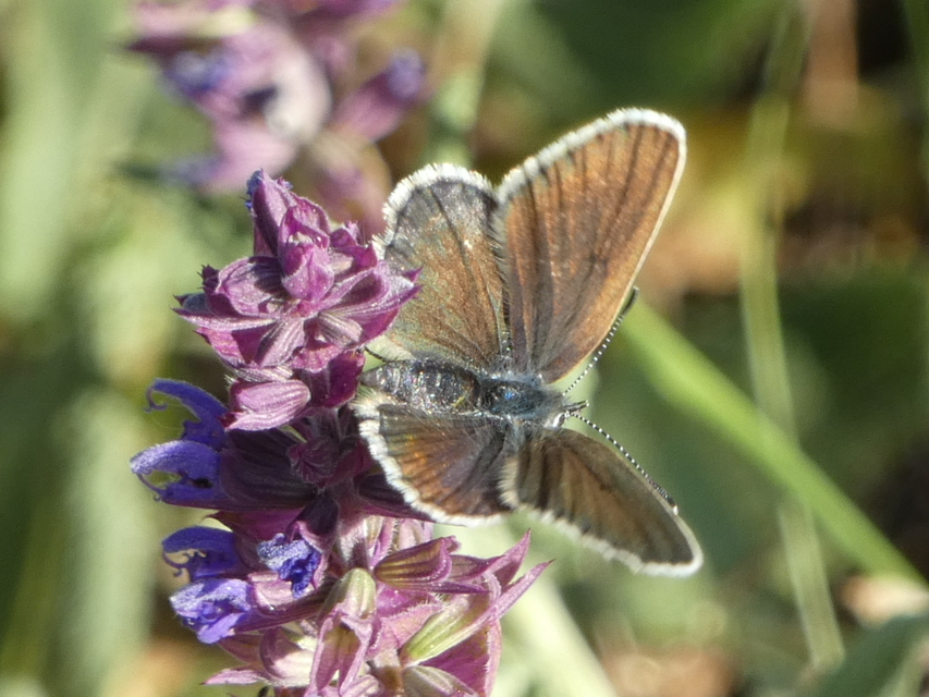 Plebejus argus - ezüstös boglárka