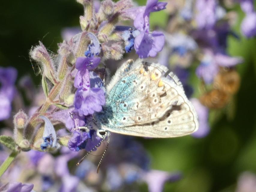 Polyommatus icarus - közönséges boglárka