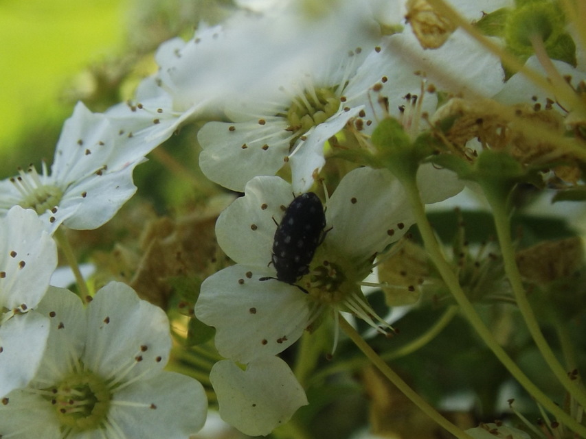 Lanorus punctatus - sokpettyes szűcsbogár