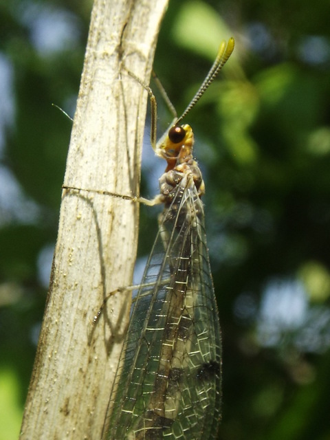 Megistopus flavicornis - kétfoltos hangyaleső