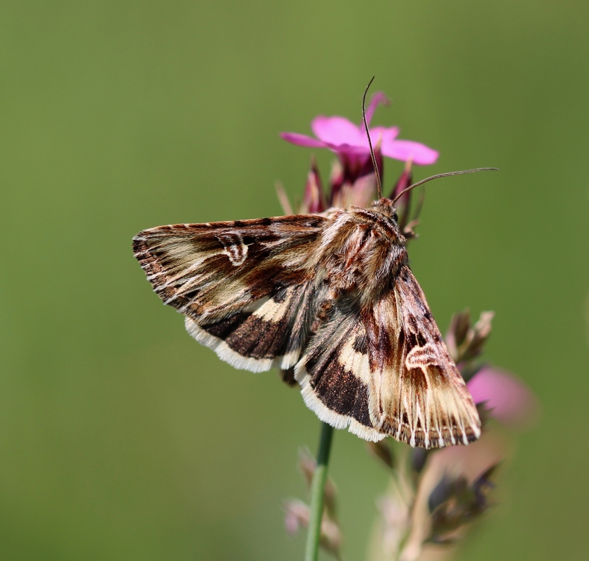 Actinotia radiosa - kis sugarasbagoly