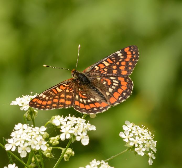 Euphydryas maturna - díszes tarkalepke
