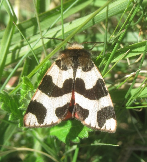 Watsonarctia deserta - tarka medvelepke