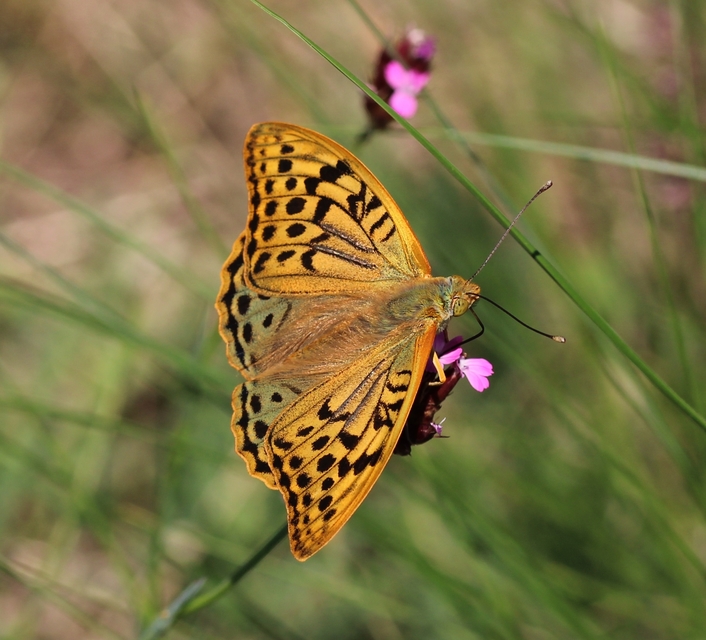 Argynnis pandora - zöldes gyöngyházlepke