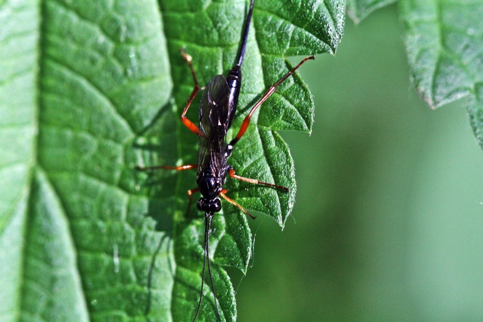 Hymenoptera - Hártyásszárnyúak