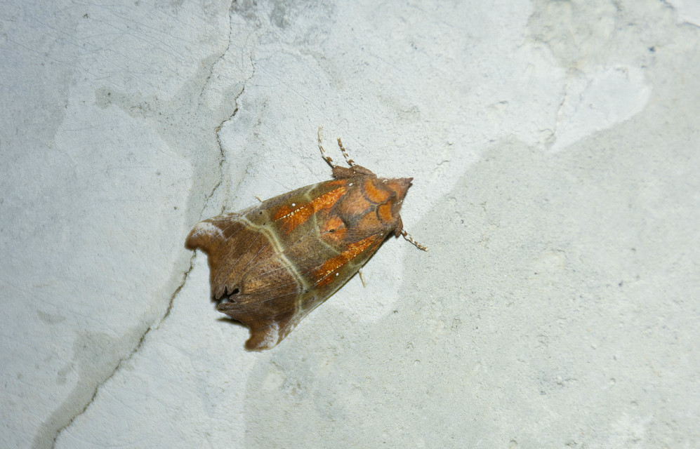 Scoliopteryx libatrix - vörös csipkésbagoly