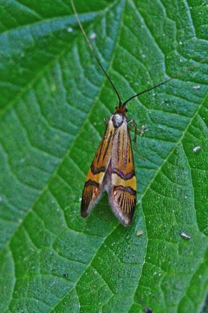 Nemophora degeerella - pompás tőrösmoly