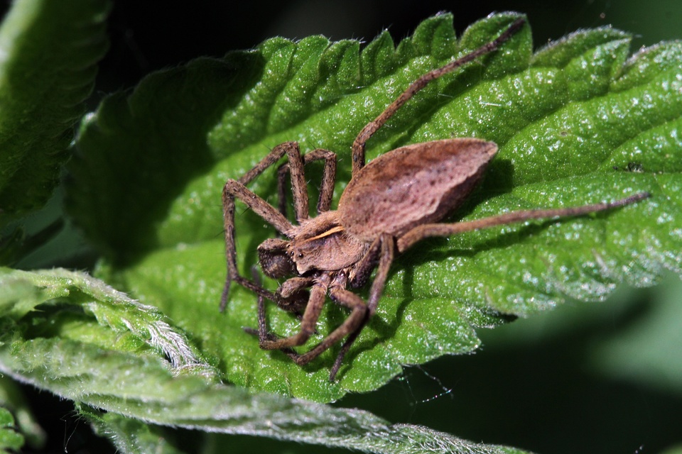 Araneae - Pókok