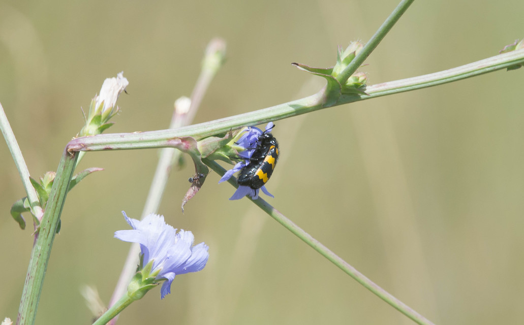 Mylabris variabilis - szalagos hólyaghúzó Mylabris variabilis - szalagos hólyaghúzó