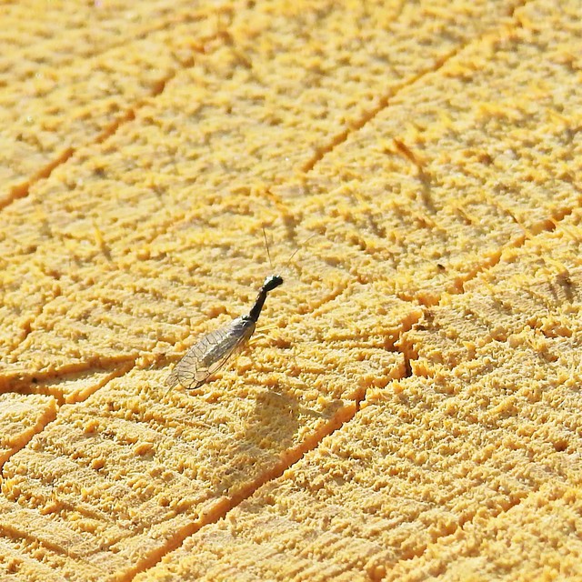 Raphidioptera - Tevenyakú-fátyolkák
