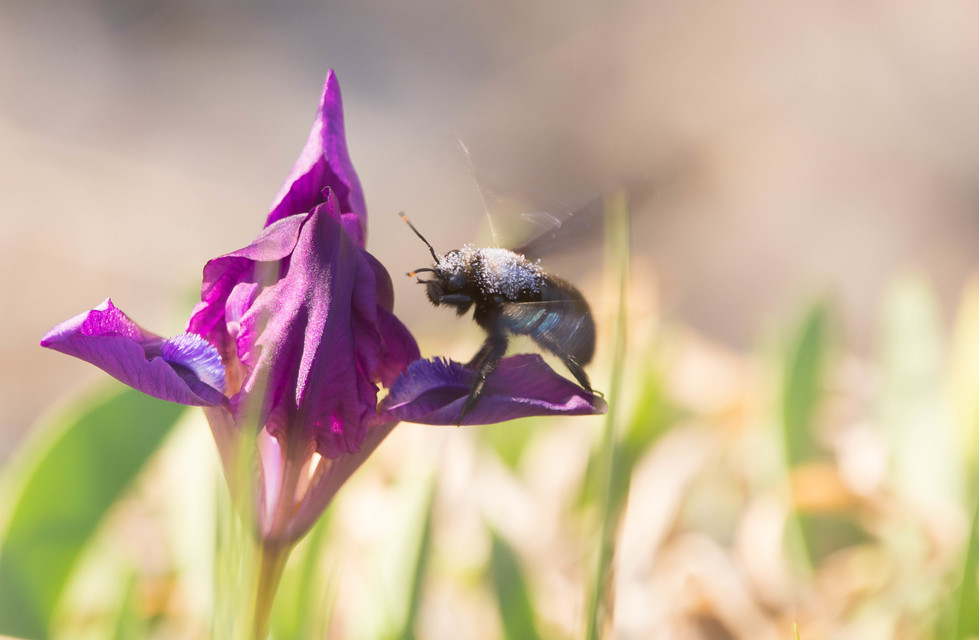 Xylocopa violacea - kék fadongó