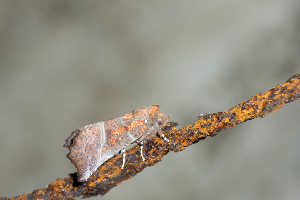 Scoliopteryx libatrix - vörös csipkésbagoly