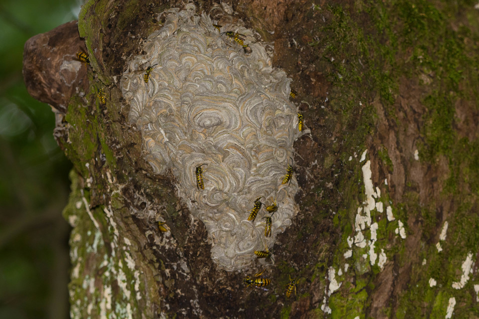 Vespula