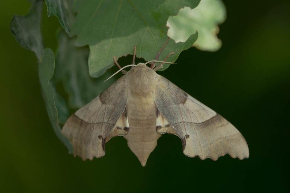 Marumba quercus - tölgyfaszender