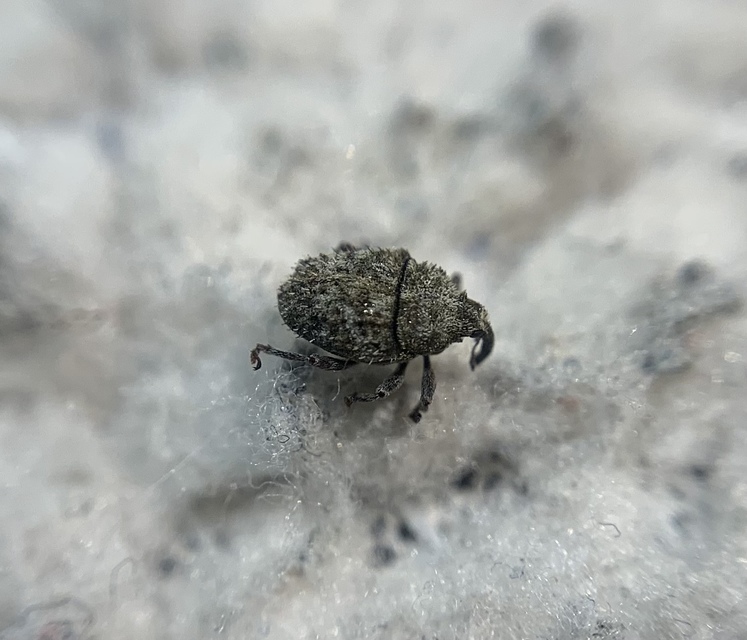 Trichosirocalus horridus - bütyköstorú aszatormányos