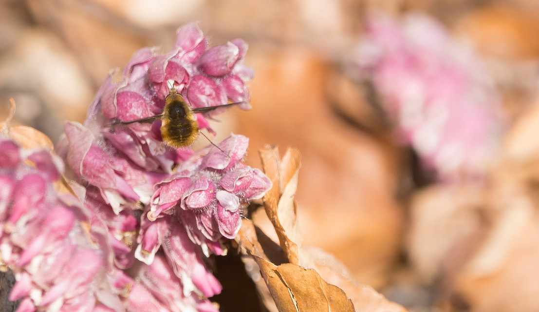 Bombylius major - szegélyes pöszörlégy