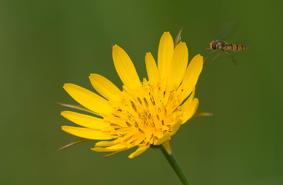 Episyrphus balteatus - ékfoltos zengőlégy