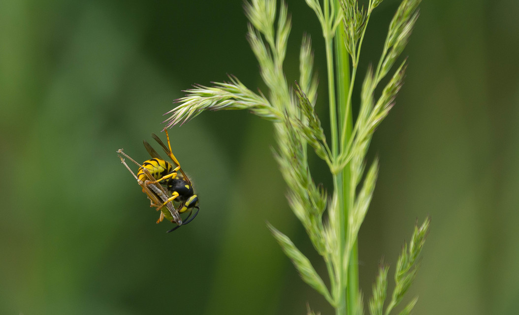 Vespula
